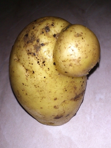 ziemniak1